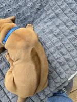 Blue Ross, a male Rhodesian Ridgeback for sale in Winchester, VA – 3 of 3
