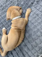 Grey Chandler, a male Rhodesian Ridgeback for sale in Winchester, VA – 2 of 3