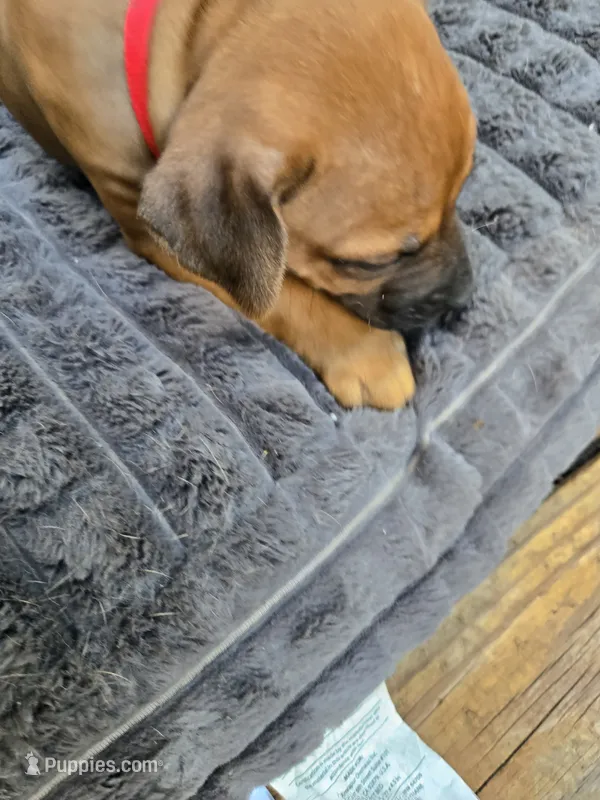 Red Emma – Rhodesian Ridgeback puppy for sale in Winchester, VA