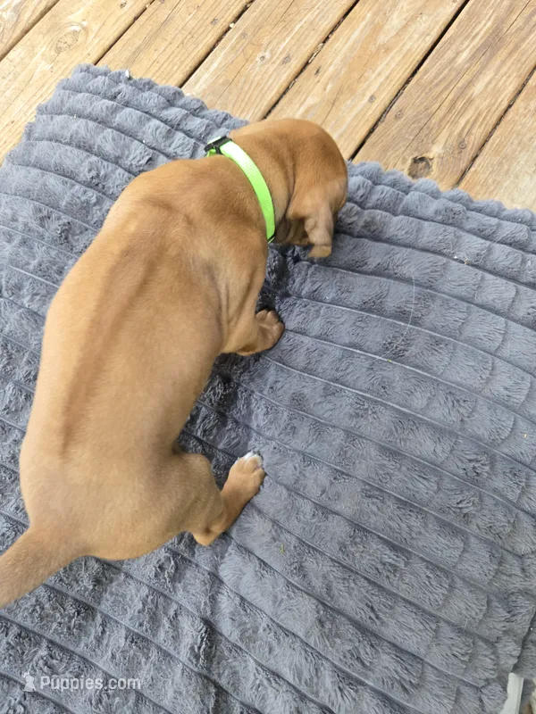 Green Rachel – Rhodesian Ridgeback puppy for sale in Winchester, VA