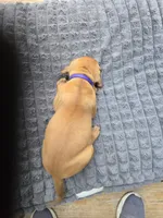 Purple Estelle, a female Rhodesian Ridgeback for sale in Winchester, VA – 3 of 5