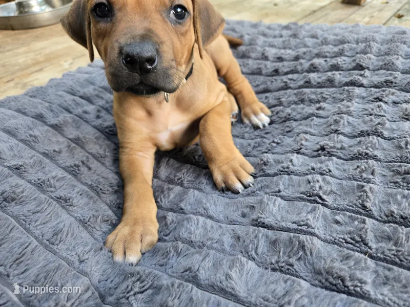 Grey Chandler – Rhodesian Ridgeback puppy for sale in Winchester, VA