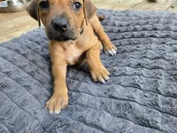 Grey Chandler, a male Rhodesian Ridgeback for sale in Winchester, VA – 1 of 3