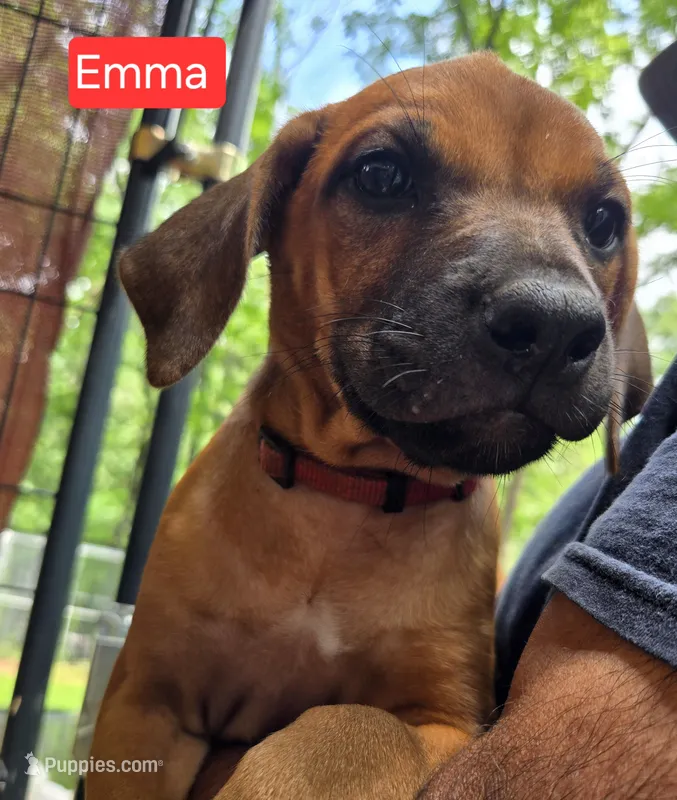 Red Emma – Rhodesian Ridgeback puppy for sale in Winchester, VA