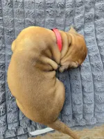 Red Emma, a female Rhodesian Ridgeback for sale in Winchester, VA – 2 of 4
