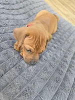 Pink Phoebe, a female Rhodesian Ridgeback for sale in Winchester, VA – 2 of 3