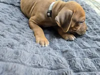 Grey Chandler, a male Rhodesian Ridgeback for sale in Winchester, VA – 3 of 3