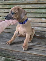 Purple Estelle, a female Rhodesian Ridgeback for sale in Winchester, VA – 2 of 5
