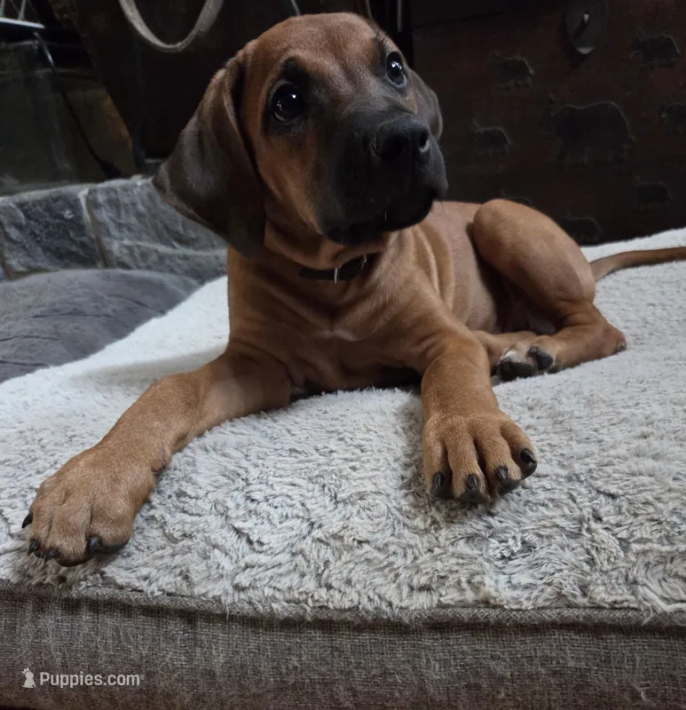 Red Emma – Rhodesian Ridgeback puppy for sale in Winchester, VA