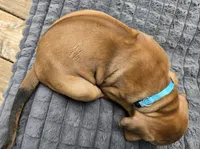 Light Blue Joey, a male Rhodesian Ridgeback for sale in Winchester, VA – 3 of 3