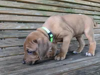 Green Rachel, a female Rhodesian Ridgeback for sale in Winchester, VA – 2 of 4