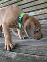 Green Rachel, a female Rhodesian Ridgeback for sale in Winchester, VA – 4 of 4