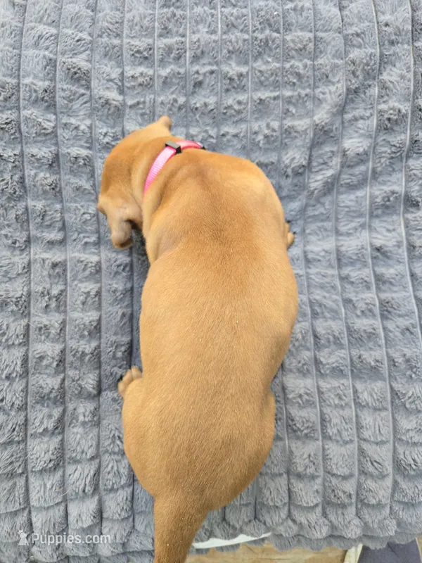 Pink Phoebe – Rhodesian Ridgeback puppy for sale in Winchester, VA