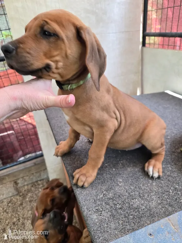 Green Rachel – Rhodesian Ridgeback puppy for sale in Winchester, VA
