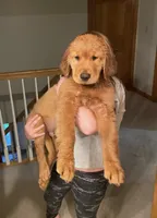 Wilson, a male Golden Retriever for sale in South Hadley, MA – 8 of 10