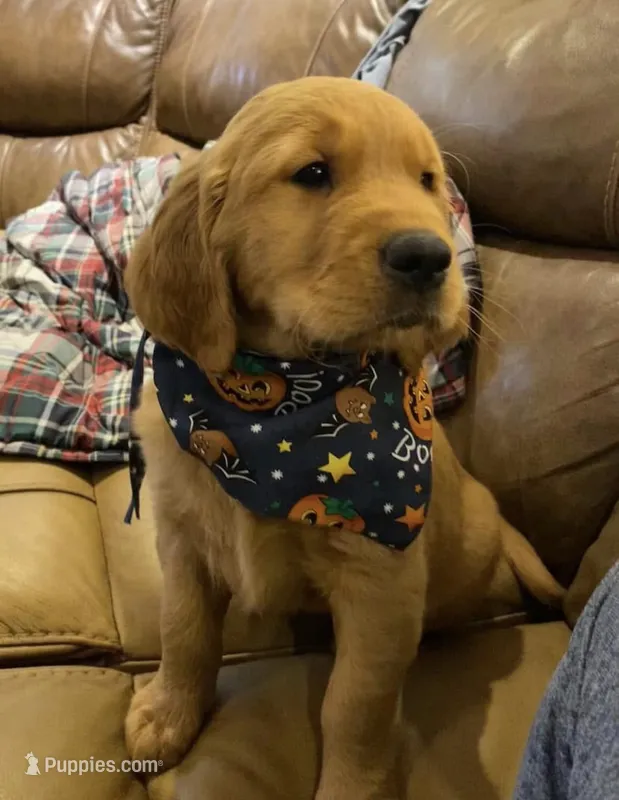 Wilson – Golden Retriever puppy for sale in South Hadley, MA