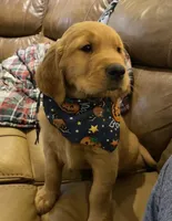 Wilson, a male Golden Retriever for sale in South Hadley, MA – 1 of 10