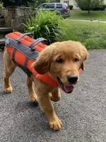 Wilson, a male Golden Retriever for sale in South Hadley, MA – 7 of 10