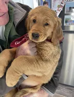 Wilson, a male Golden Retriever for sale in South Hadley, MA – 5 of 10