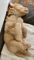 Wilson, a male Golden Retriever for sale in South Hadley, MA – 9 of 10