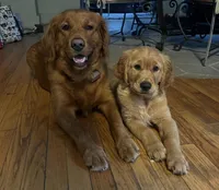 Wilson, a male Golden Retriever for sale in South Hadley, MA – 3 of 10