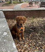 Wilson, a male Golden Retriever for sale in South Hadley, MA – 4 of 10