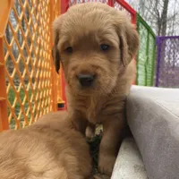 Wilson, a male Golden Retriever for sale in South Hadley, MA – 6 of 10