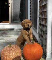 Wilson, a male Golden Retriever for sale in South Hadley, MA – 10 of 10