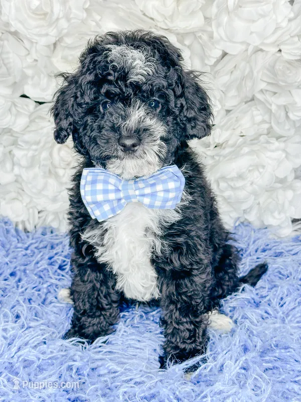 Domino – Miniature Bernedoodle puppy for sale in Otisville, MI
