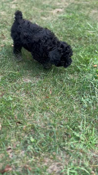 Chai, a female Bernedoodle for sale in Otisville, MI – 2 of 2