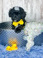 Rummi , a male Miniature Bernedoodle for sale in Otisville, MI – 2 of 2