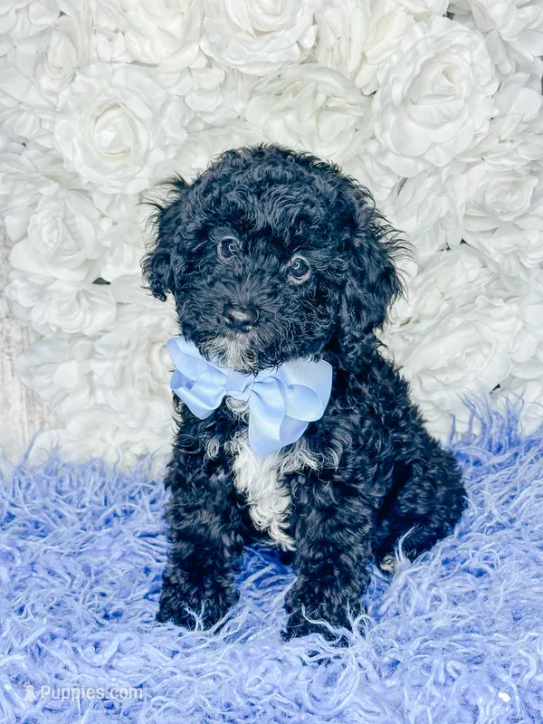 Rummi  – Miniature Bernedoodle puppy for sale in Otisville, MI