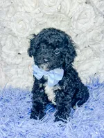 Rummi , a male Miniature Bernedoodle for sale in Otisville, MI – 1 of 2