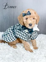 Donner, a female Goldendoodle and Golden Retriever for sale in Otisville, MI – Photo 1 of 2