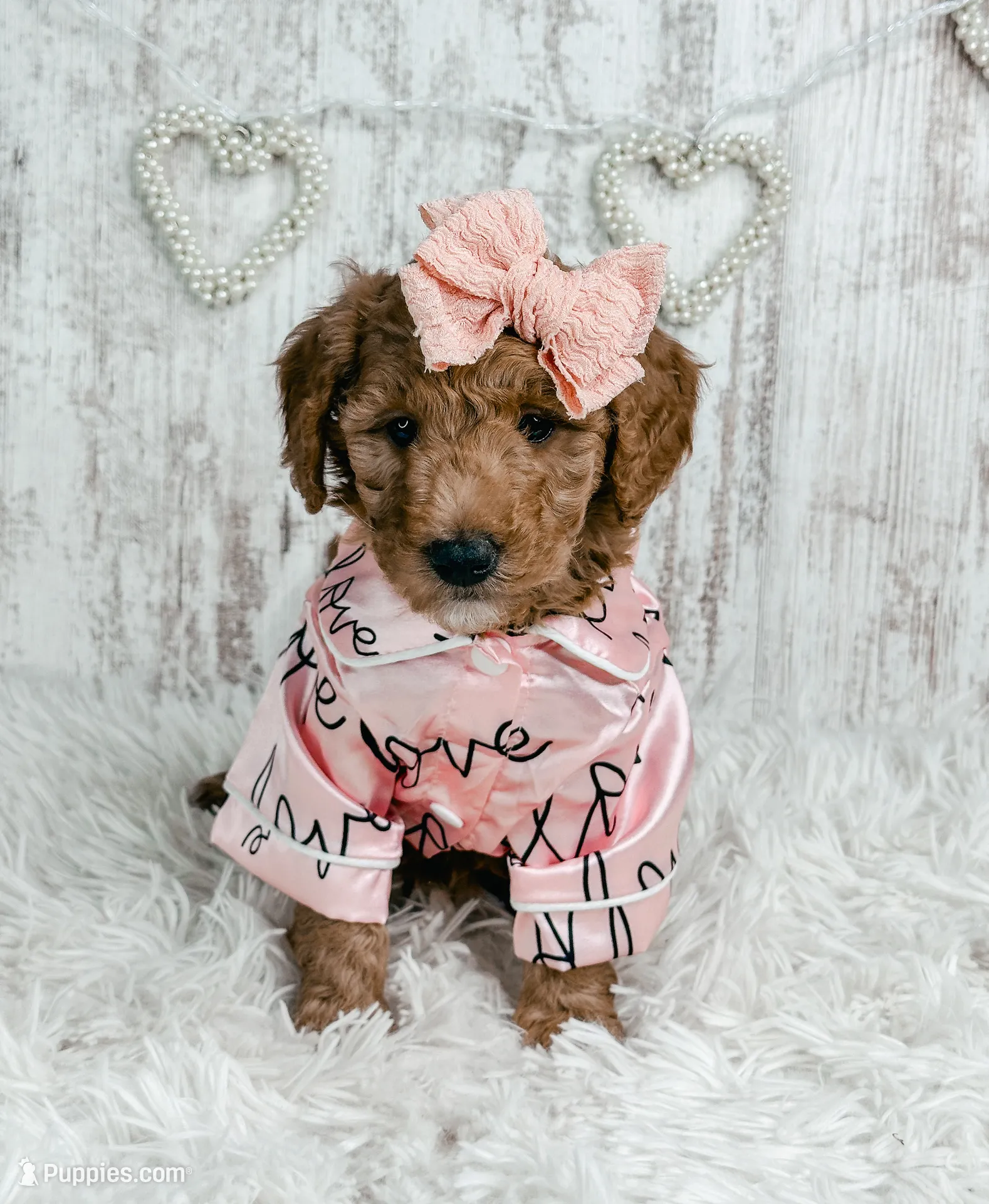 Donner, a female Goldendoodle and Golden Retriever for sale in Otisville, MI – Photo 2 of 2