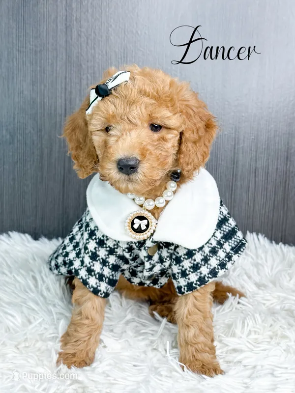Dancer, a female Goldendoodle for sale in Otisville, MI – Photo 1 of 2