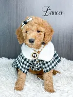 Dancer, a female Goldendoodle for sale in Otisville, MI – Photo 1 of 2