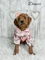 Dancer, a female Goldendoodle for sale in Otisville, MI – Photo 2 of 2