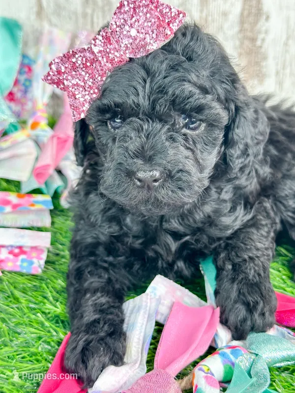 Olivia  – Poodle - Toy  puppy for sale in Otisville, MI