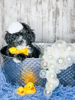 Domino, a male Miniature Bernedoodle for sale in Otisville, MI – 2 of 2