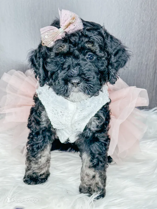 Chai – Bernedoodle puppy for sale in Otisville, MI