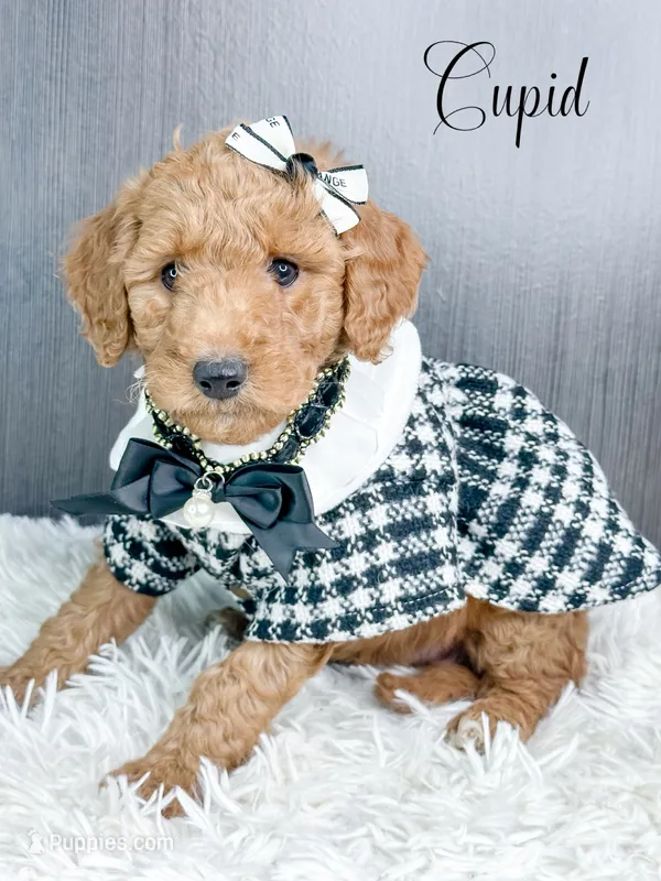 Cupid, a female Goldendoodle and Golden Retriever for sale in Otisville, MI – Photo 1 of 2