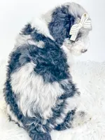 Diamond , a female Miniature Bernedoodle for sale in Otisville, MI – Photo 2 of 2