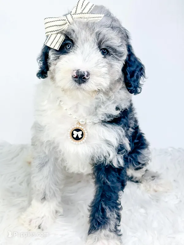 Diamond , a female Miniature Bernedoodle for sale in Otisville, MI – Photo 1 of 2