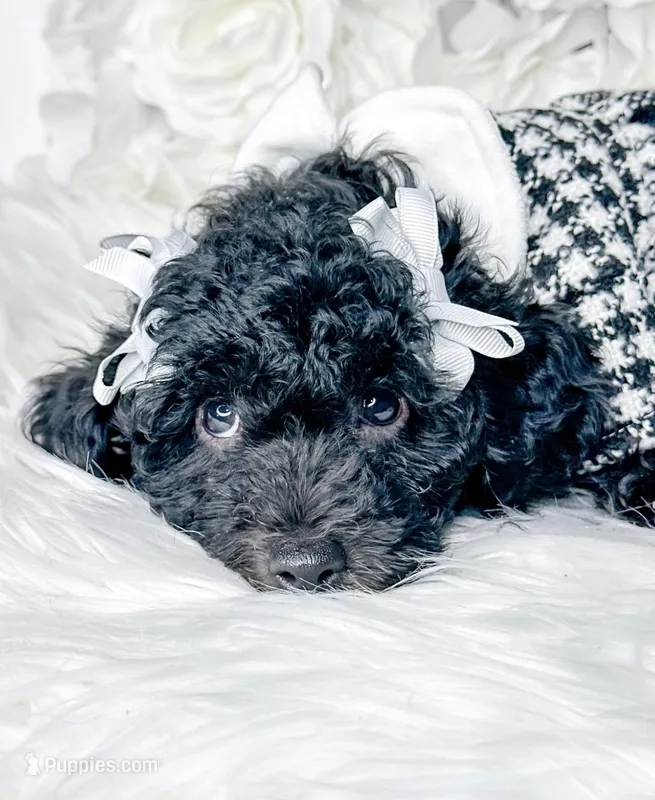 Opal  – Poodle - Toy  puppy for sale in Otisville, MI