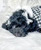 Opal , a female Poodle - Toy  for sale in Otisville, MI – 1 of 4
