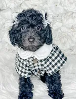 Opal , a female Poodle - Toy  for sale in Otisville, MI – 3 of 4