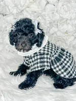 Opal , a female Poodle - Toy  for sale in Otisville, MI – 4 of 4