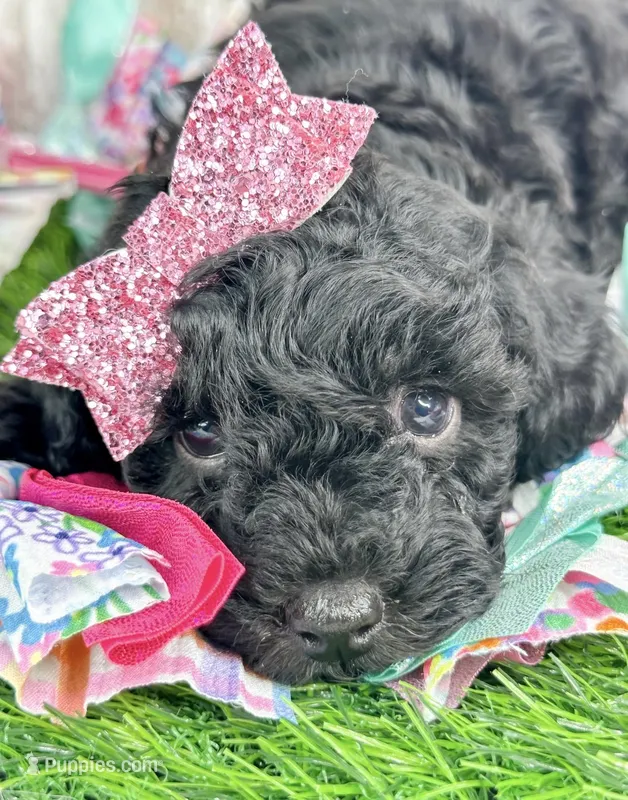 Opal  – Poodle - Toy  puppy for sale in Otisville, MI