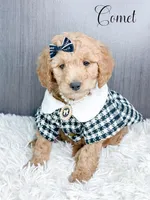 Comet, a female Goldendoodle and Golden Retriever for sale in Otisville, MI – Photo 1 of 2